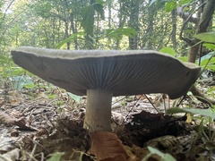 Cortinarius infractus