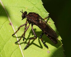Diogmites basalis