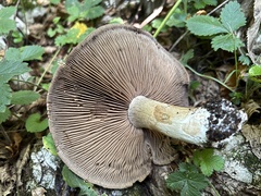 Cortinarius infractus