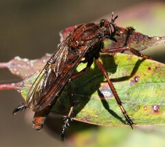 Diogmites basalis