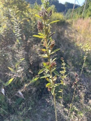 Lespedeza capitata