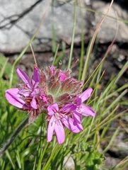 Pelargonium capitatum