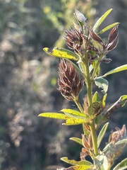 Lespedeza capitata
