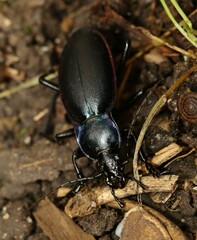 Carabus violaceus