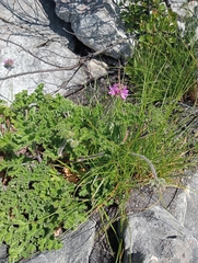 Pelargonium capitatum