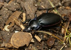 Carabus violaceus