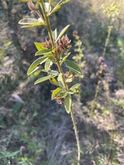 Lespedeza capitata