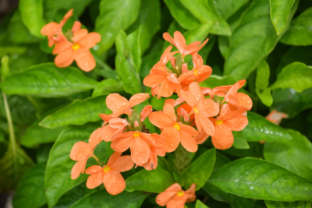 Crossandra infundibuliformis — a easy houseplant, prefers partial sun light