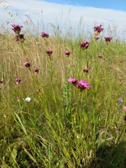Dianthus borbasii