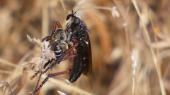 Dasypogon