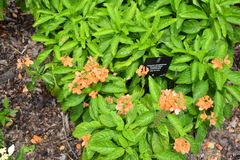 Crossandra infundibuliformis