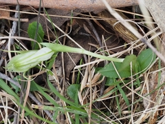 Pterostylis alpina