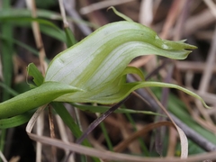 Pterostylis alpina
