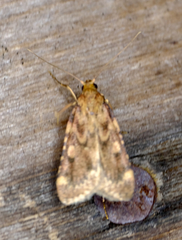 Aglossa