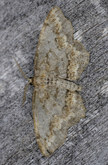 Hypagyrtis piniata