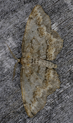 Hypagyrtis piniata