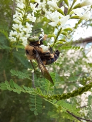 Xylocopa micans