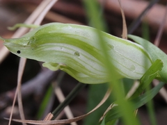 Pterostylis alpina