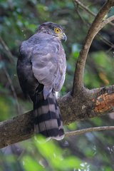 Accipiter trivirgatus