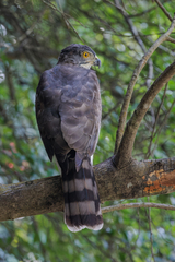 Accipiter trivirgatus