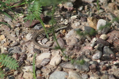 Aspidoscelis uniparens