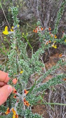 Wiborgiella