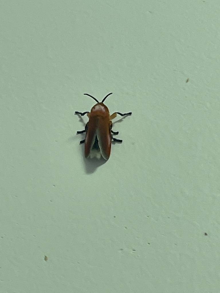 Endobrachys pulchellula