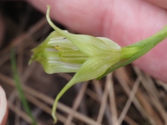 Pterostylis alpina