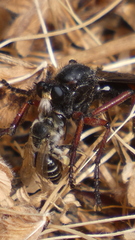 Dasypogon