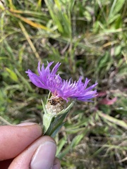Coccinula quatuordecimpustulata
