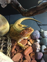 Pogona