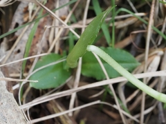 Pterostylis alpina