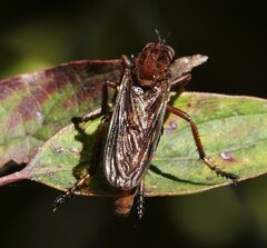 Diogmites basalis