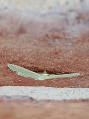 Synchlora aerata