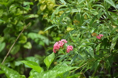 Arachnothryx leucophylla