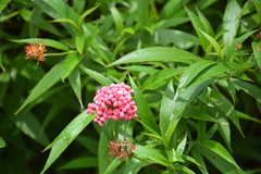 Arachnothryx leucophylla