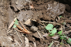 Xyleus discoideus mexicanus