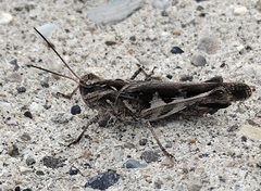Oedaleus infernalis