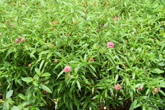 Arachnothryx leucophylla