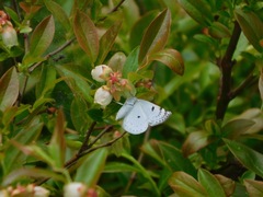 Lomographa semiclarata