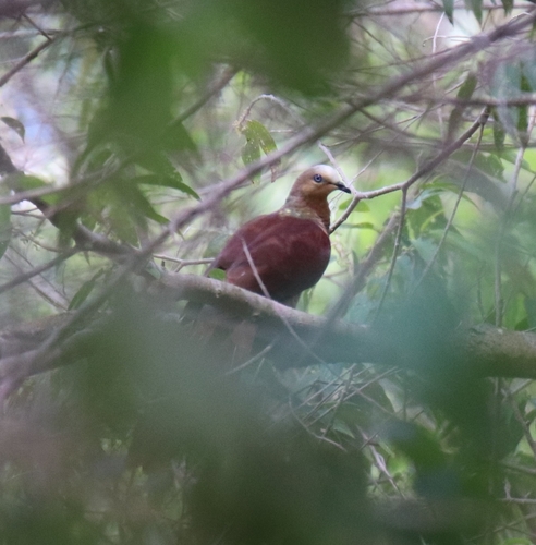 Sultan's Cuckoo-Dove (Macropygia doreya), photo 9