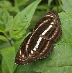 Neptis