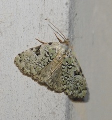 Leuconycta diphteroides