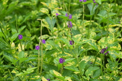 Stachytarpheta indica