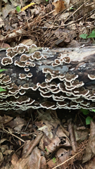 Peniophora albobadia