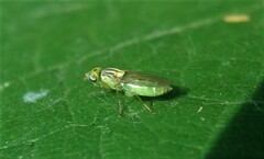 Meromyza pratorum