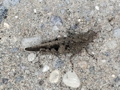 Trilophidia annulata