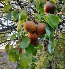 Pyrus communis pyraster