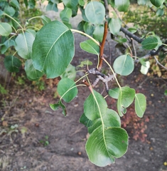 Pyrus communis pyraster