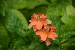 Crossandra infundibuliformis